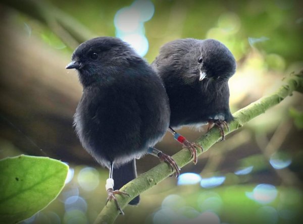 Чатемская мухоловка Black robin