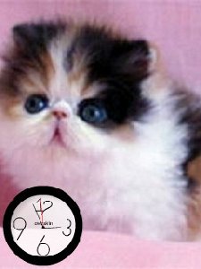 Kitten setbhlIu