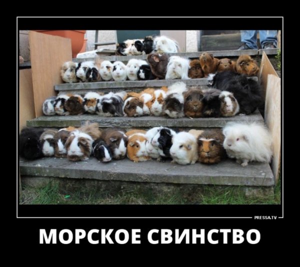 Морское свинство