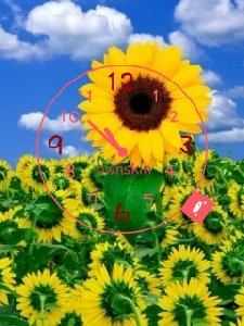 SunflowerC7Dy7R