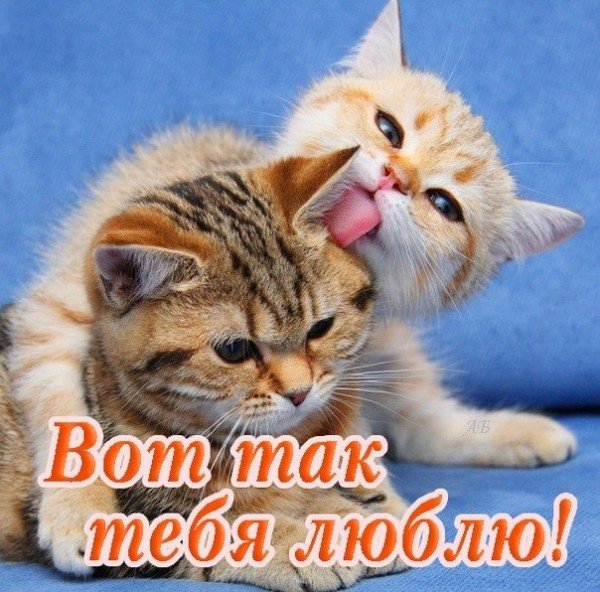 Открытка вот так тебя люблю