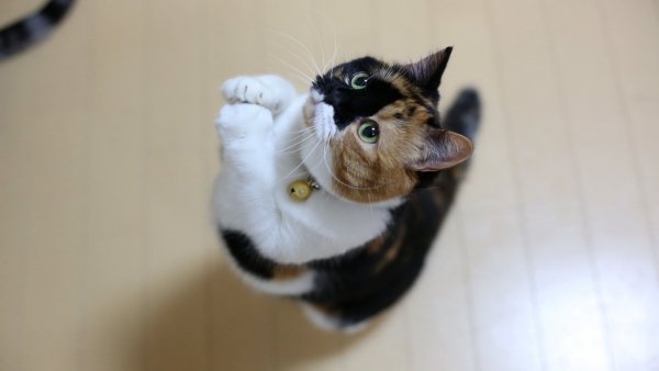 file_83414923