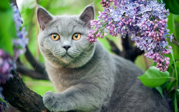 Springtime Animals 2