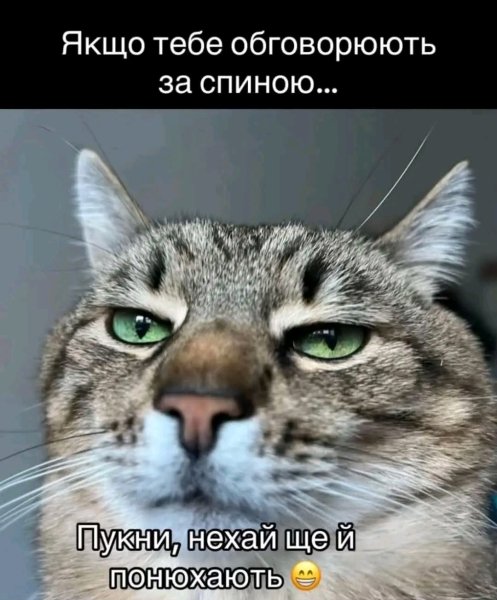Кот  iPhone - На звонок