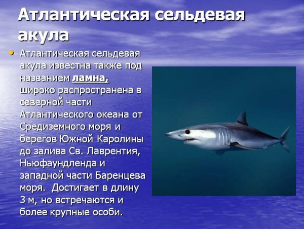 Ламна