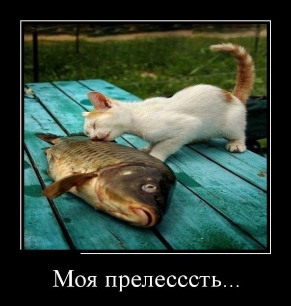 Моя прелесть