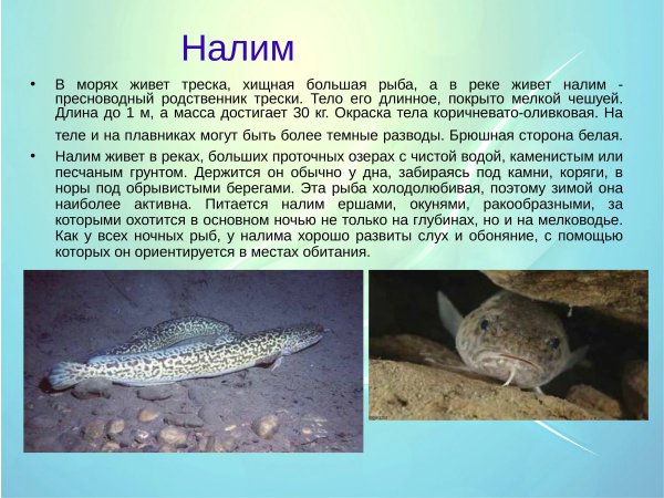Налим