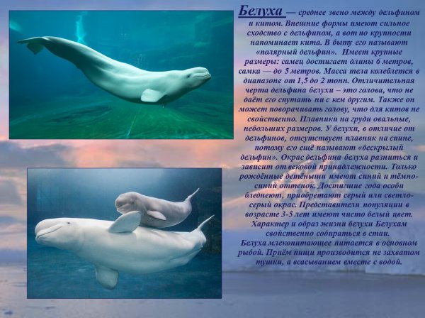Белуха