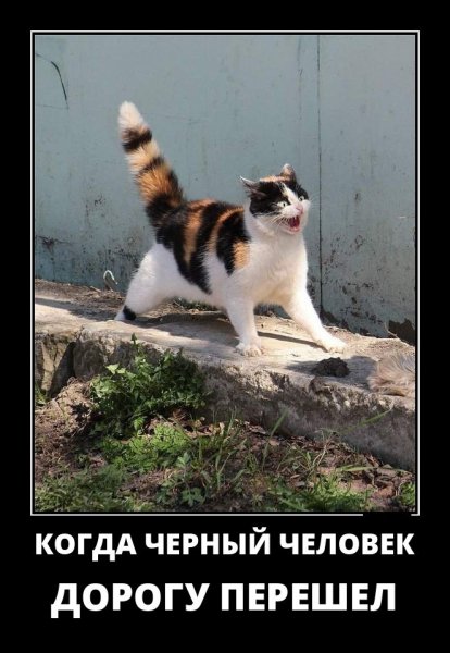 image (15)
