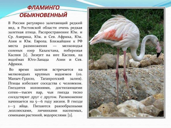 Фламинго обыкновенный