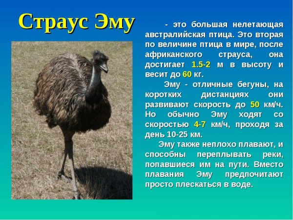 Страус эму