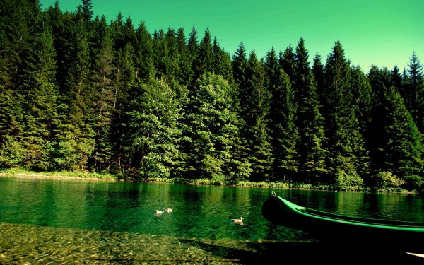 wallpapers-forest-01