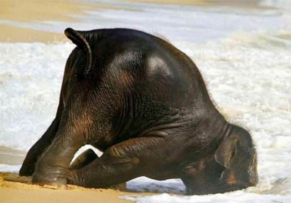 animals 07