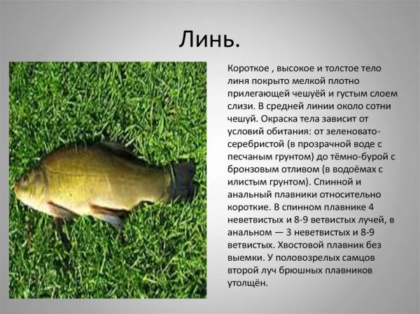 Линь