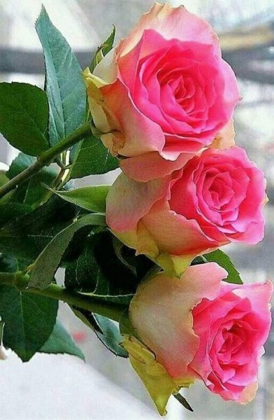 FB IMG 1607329725977
