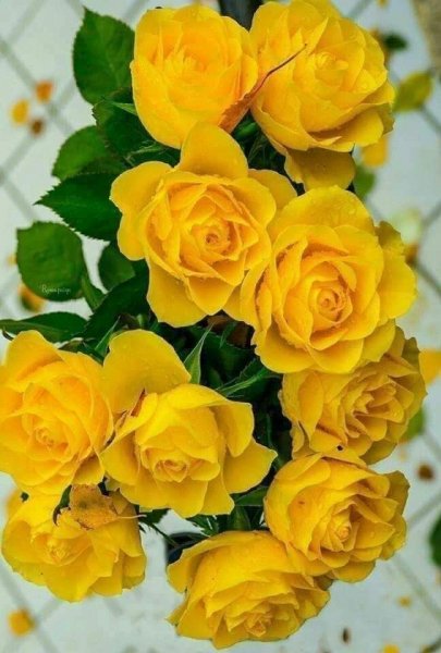 FB IMG 1608112409921