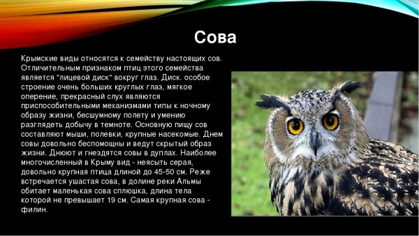 Сова