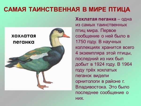 Хохлатая пеганка
