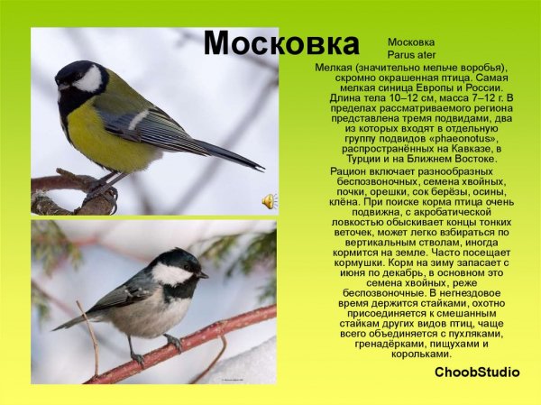 Московка