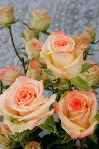 FB IMG 1611436433090