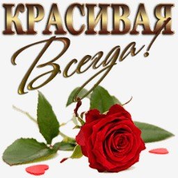 роза