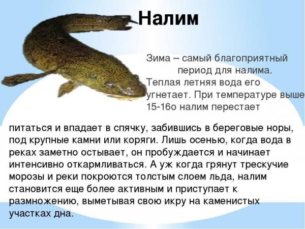Налим