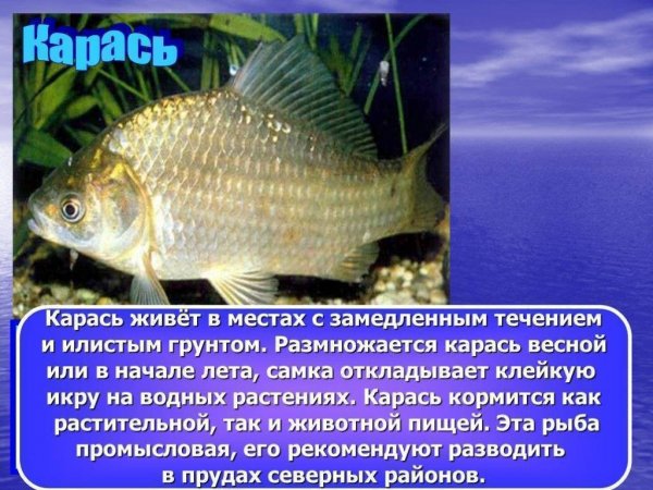 Карась