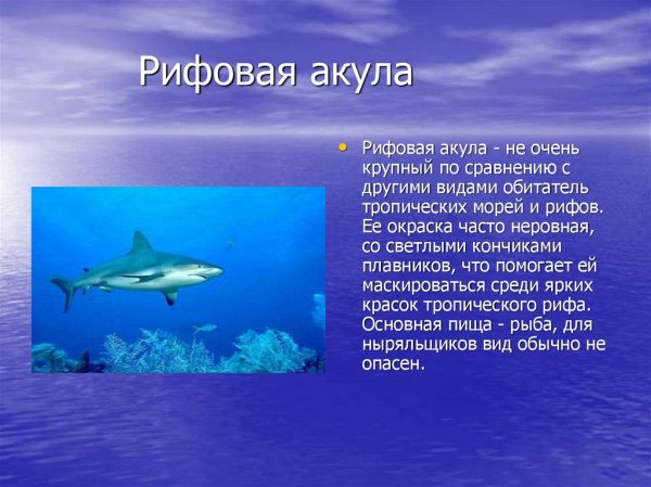 Рифовая акула