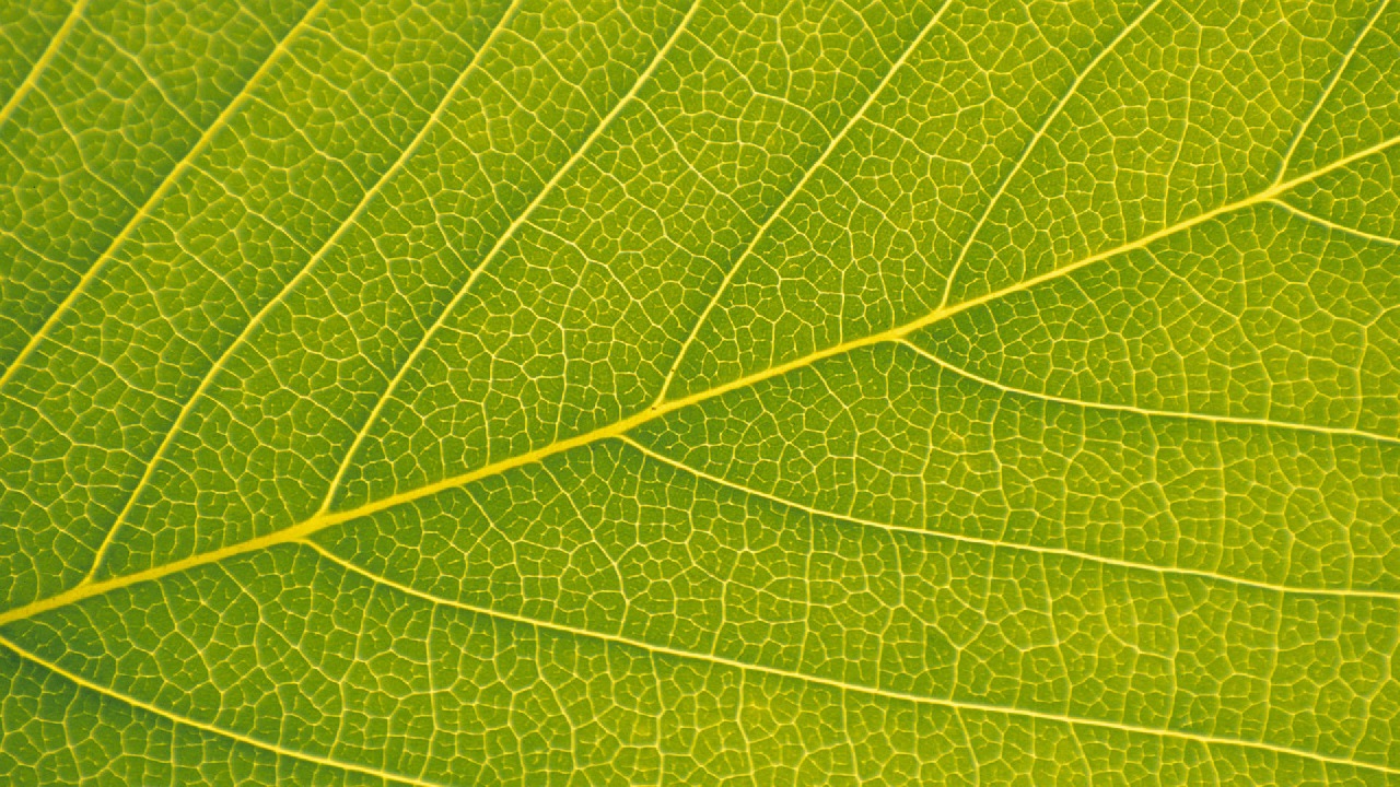 Veins of a Leaf