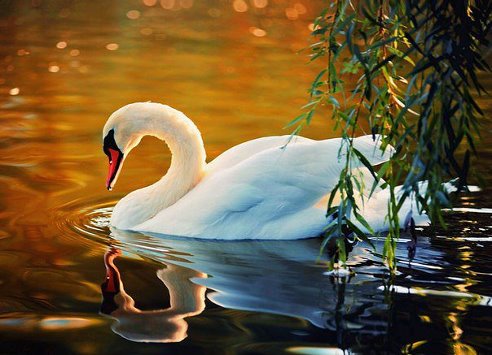 getImage (18