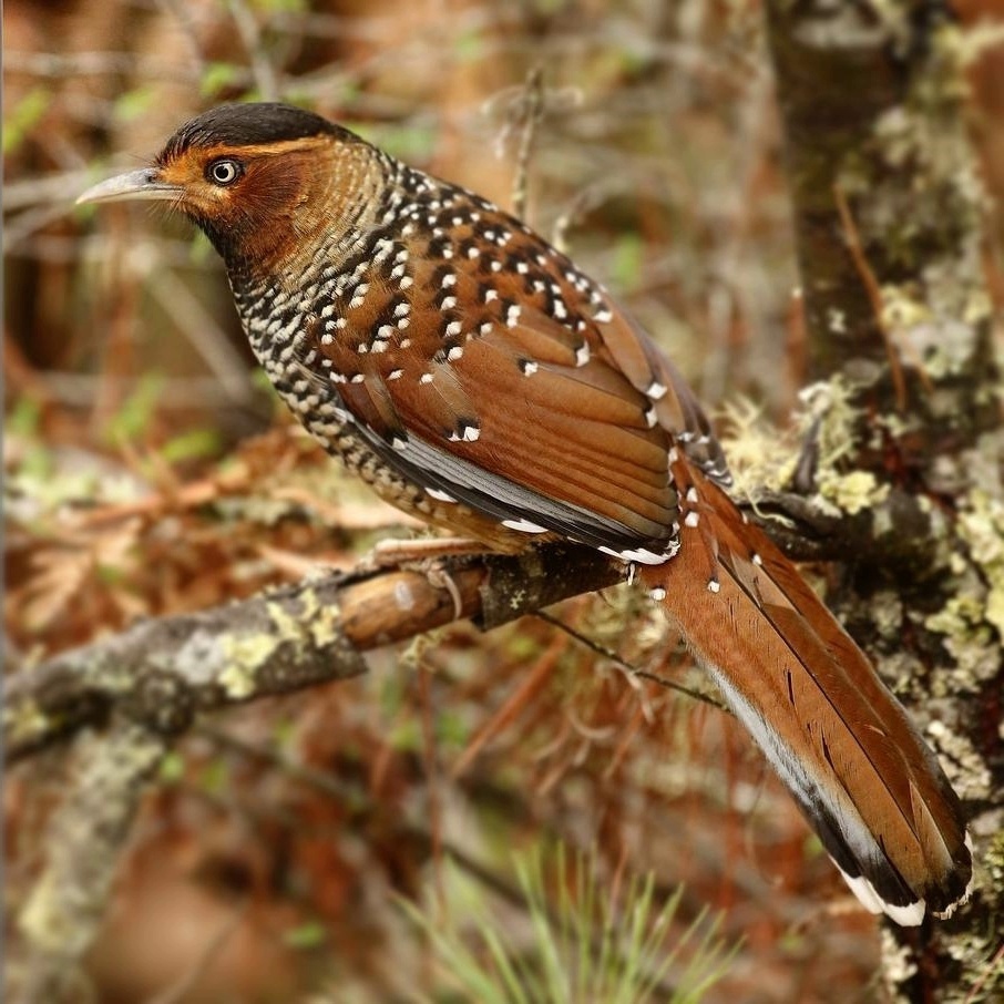 Лесная кустарница - Spotted Laughingthrush