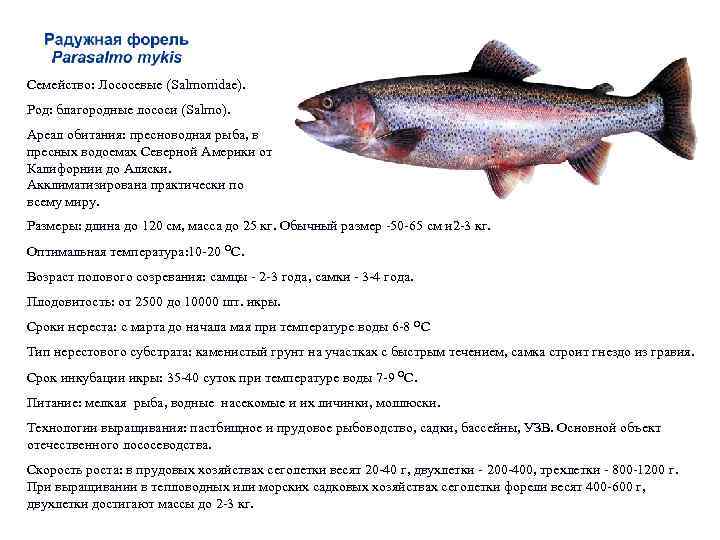 О радужной форели (рыбакам)