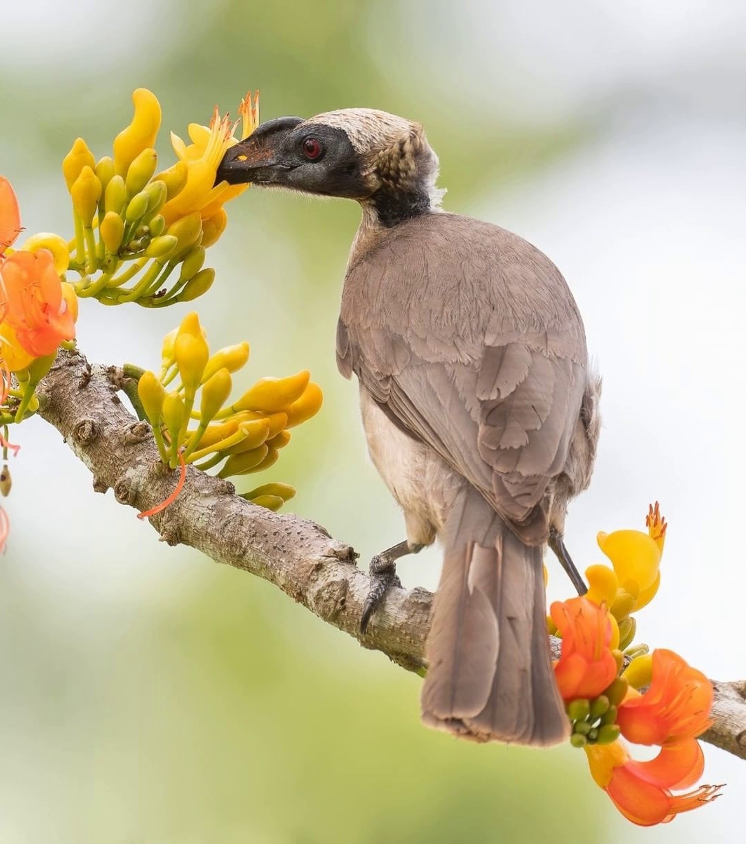 Шлемоносный филемон - Helmeted Friarbird