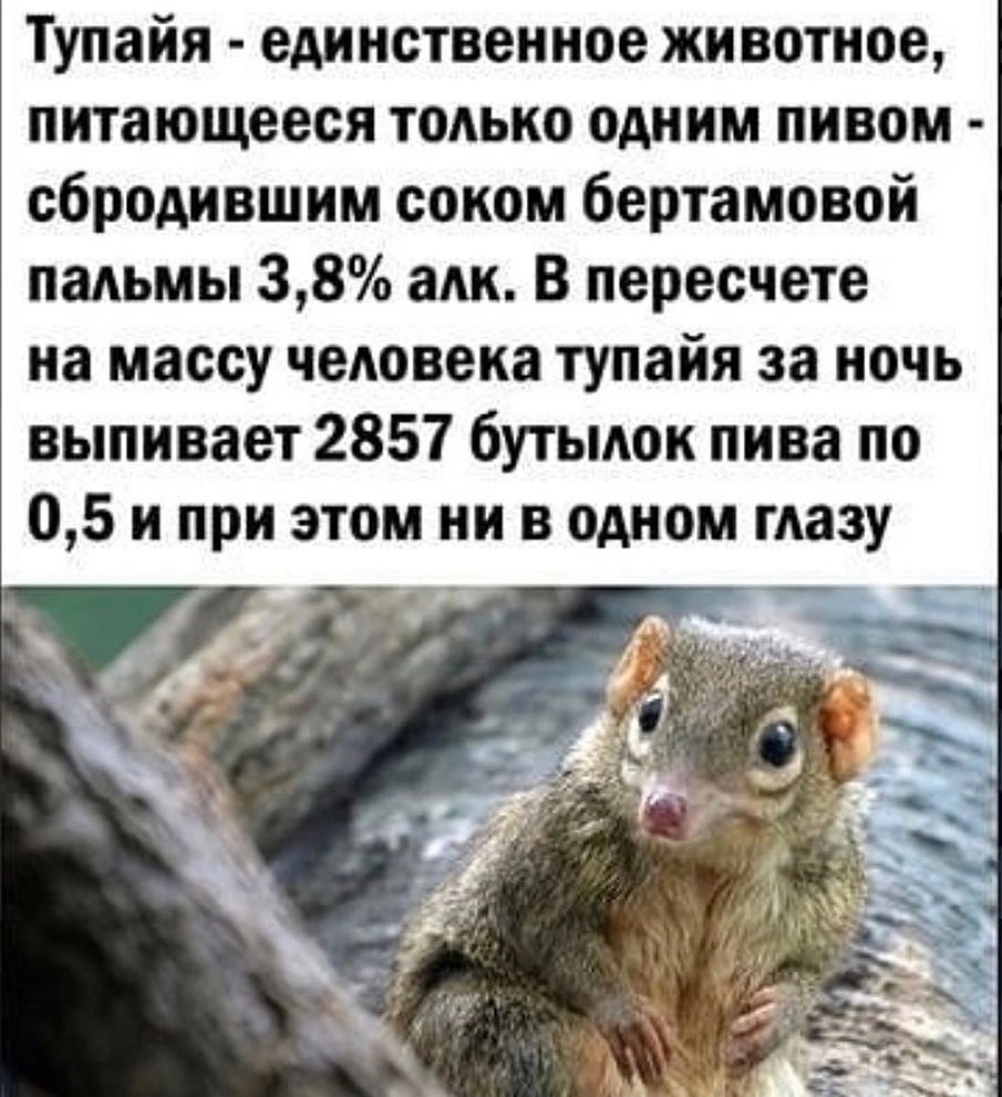 Тупайя