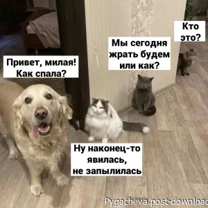 Питомцы)