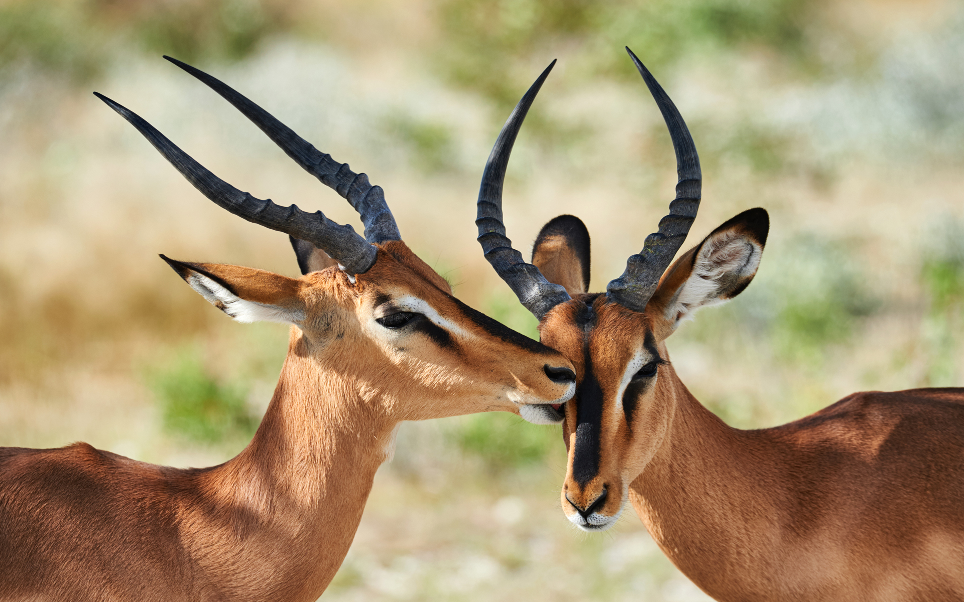 An African safari 4