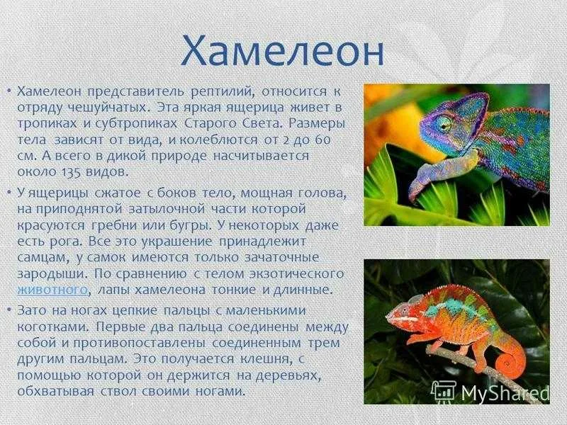 Хамелеон