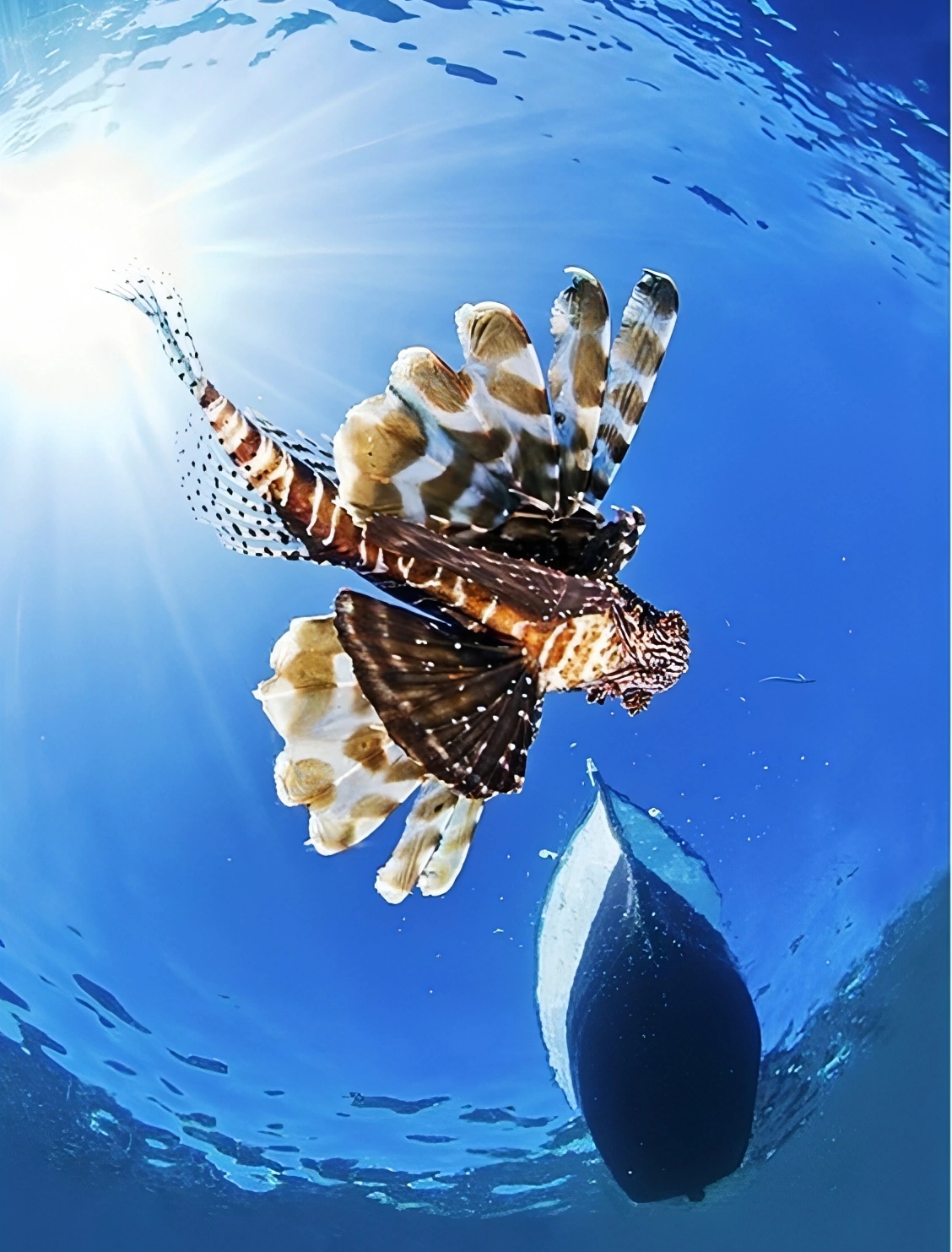 file_97507555