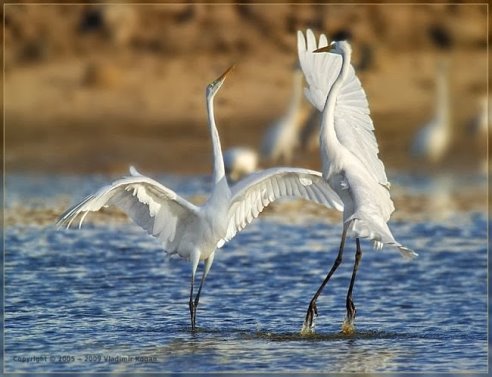 getImage-35