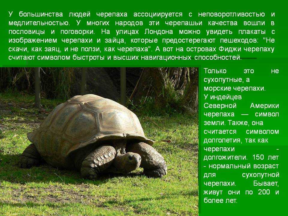Черепахи