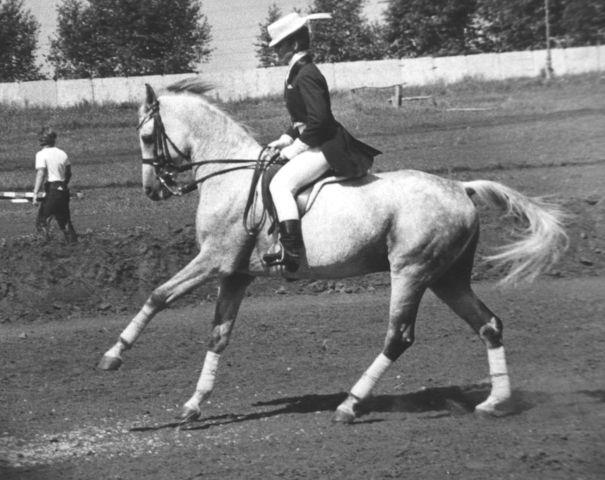 Lm9v7Q3esA4 Цивист терский жеребец 1974 Цагал-Скоба