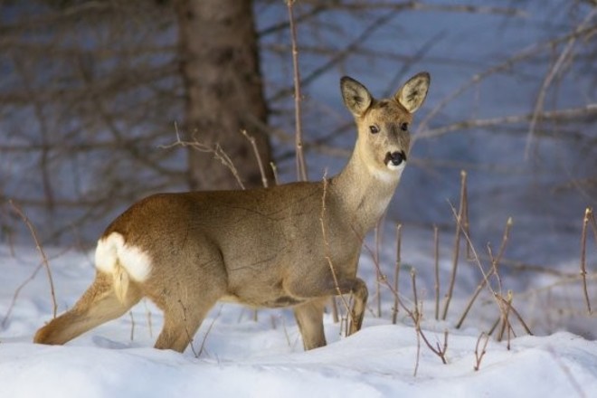 pics