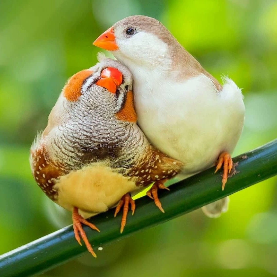 Зебровая амадина - Zebra finch