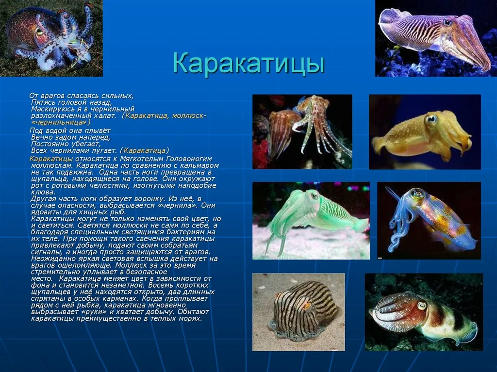 Каракатицы