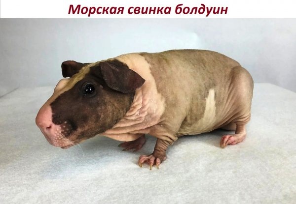 Морская свинка болдуин