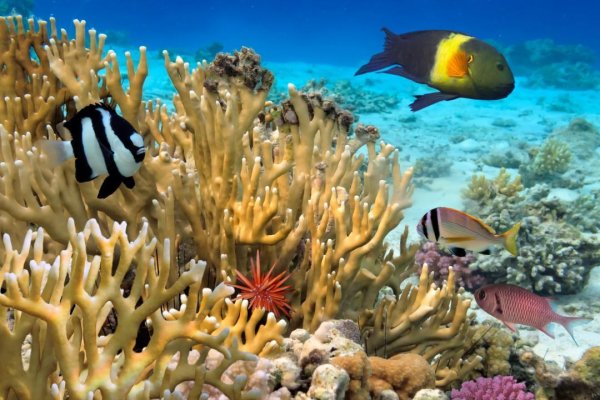 Reef 17