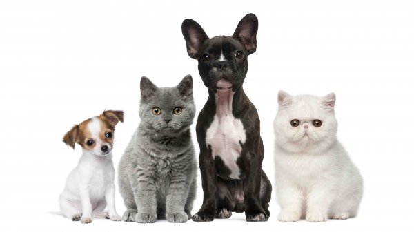 Dogs-and-cats-uhd-4k-wallpaper
