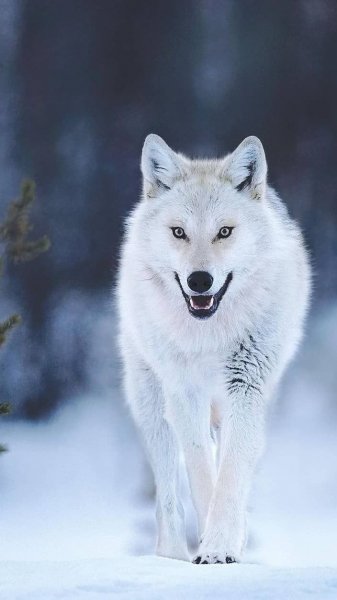 file_92472739