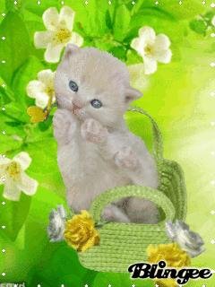 Котик в корзинке