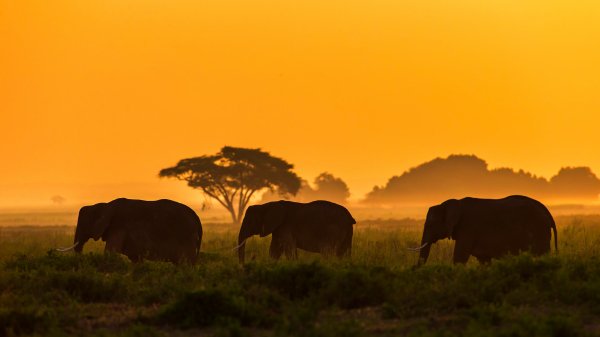ThreeElephants ROW6962489441 UHD